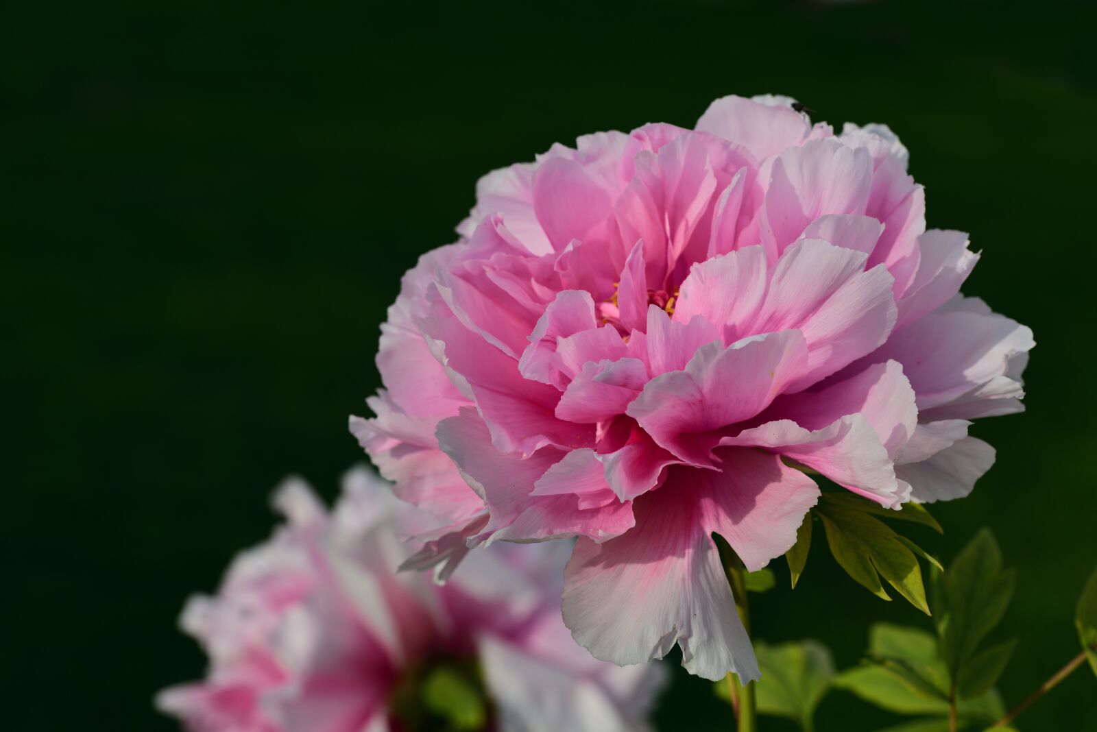 Nikon D750 sample photo. Peony, blossom, bloom photography