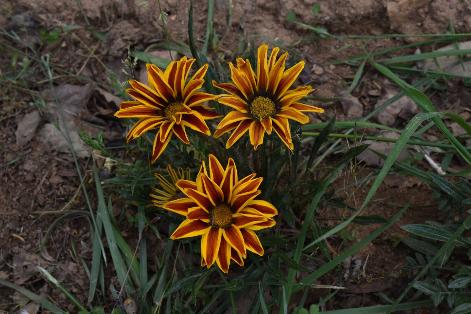 Nikon D5500 sample photo. Bhutan, flower, ojhal photography