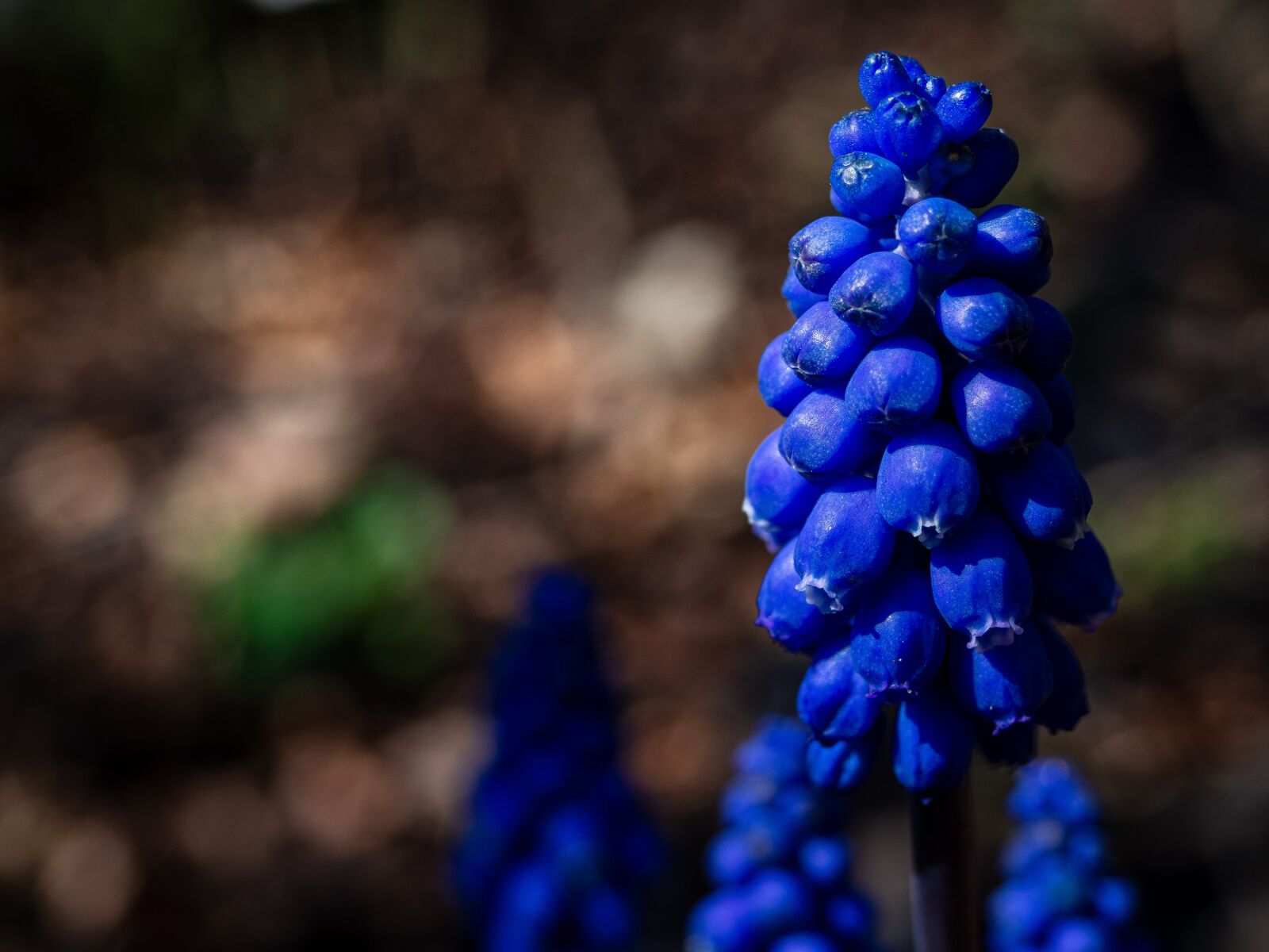 Olympus OM-D E-M10 III sample photo. Muscari, flower, plant photography