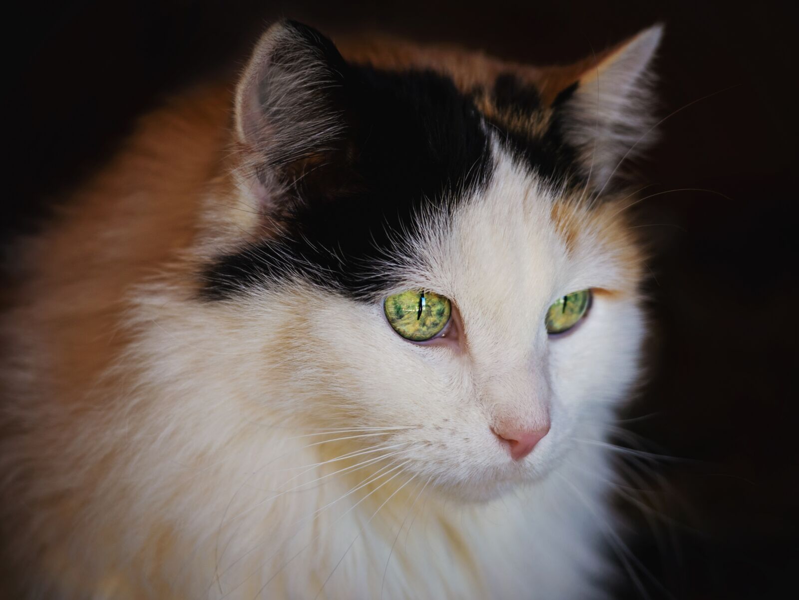 Nikon D7200 sample photo. Cat, animal, fur photography