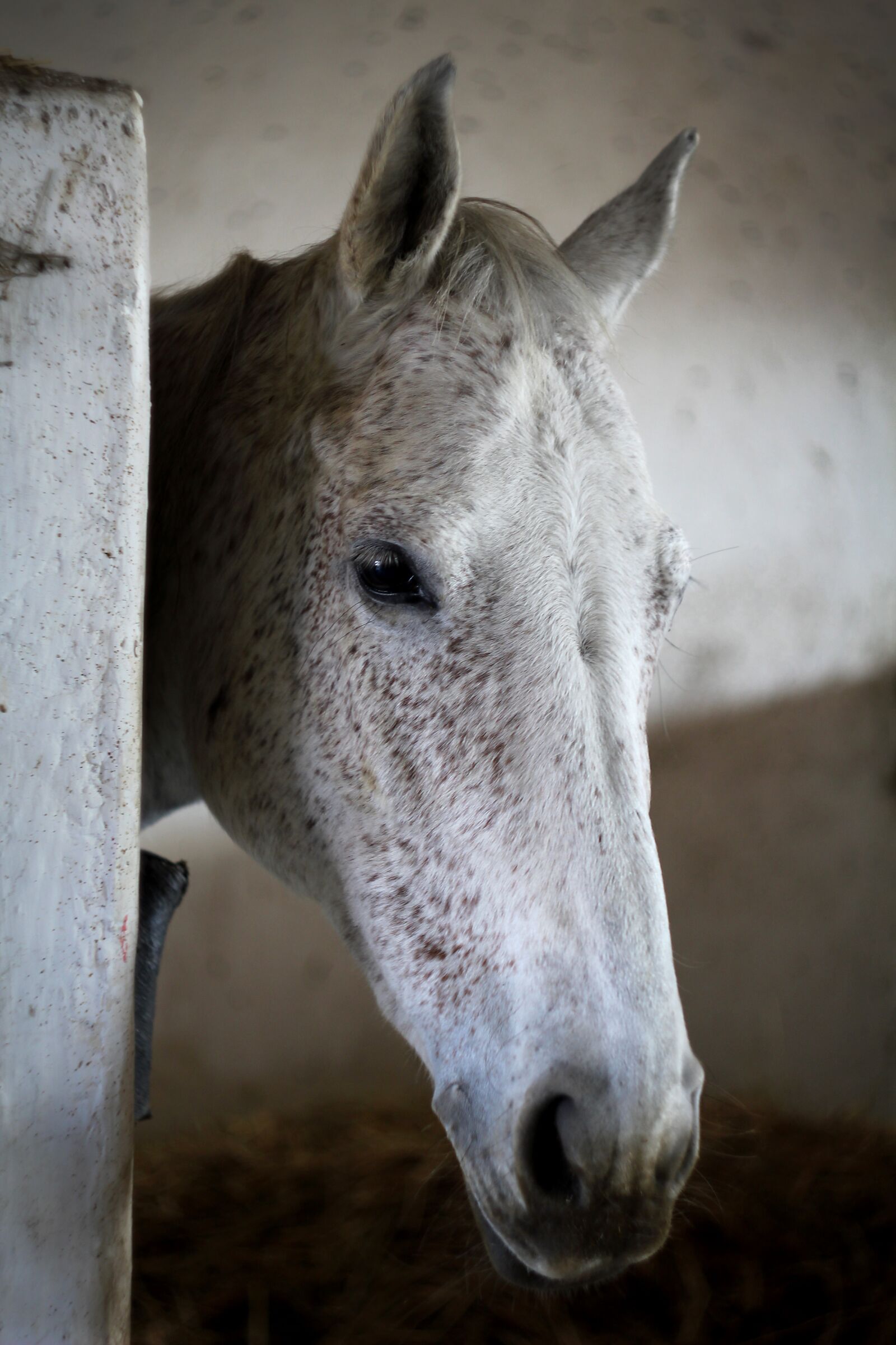 Canon EOS 1200D (EOS Rebel T5 / EOS Kiss X70 / EOS Hi) sample photo. The horse, the head photography