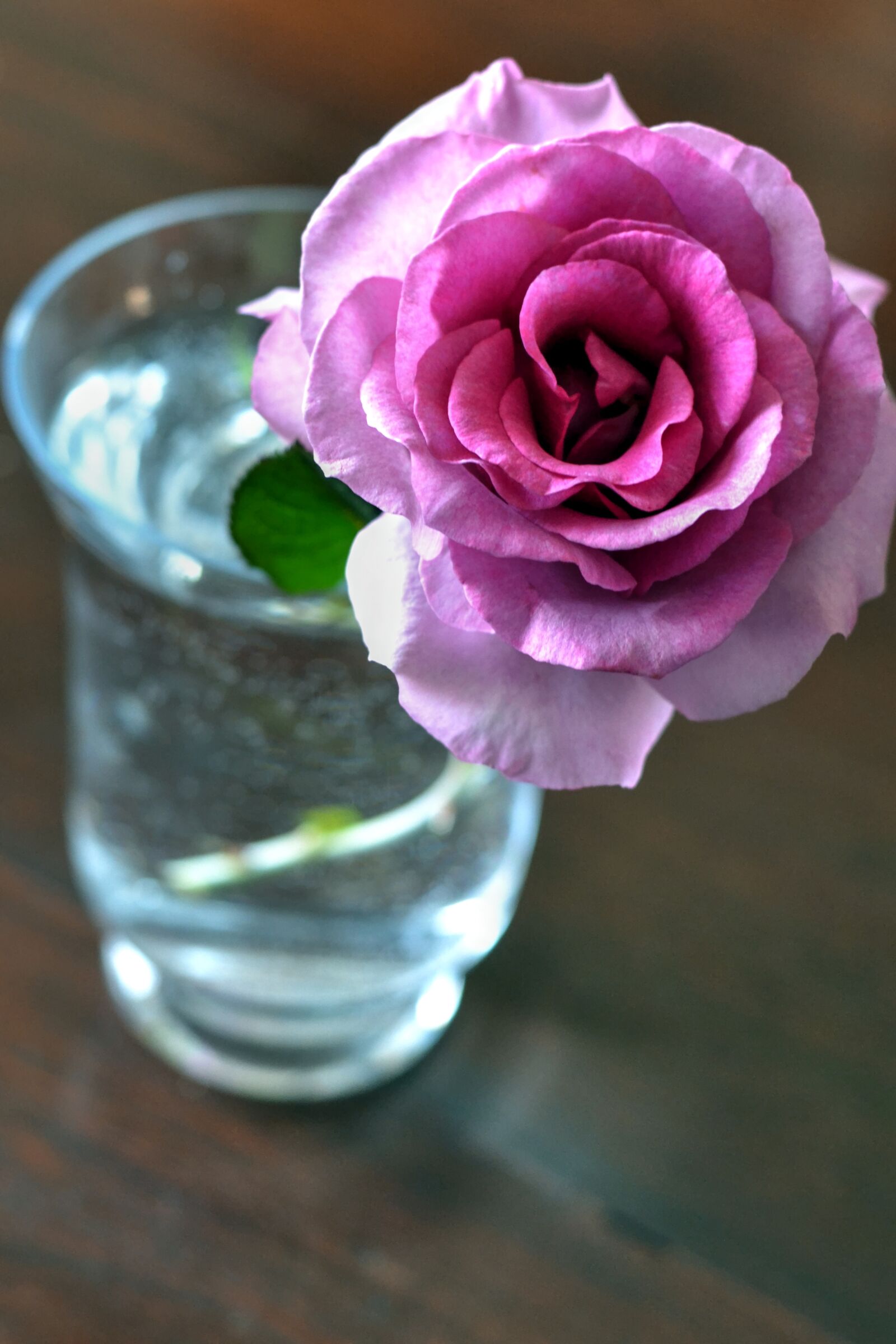 Nikon D3100 sample photo. Pink rose, fragrant, flower photography
