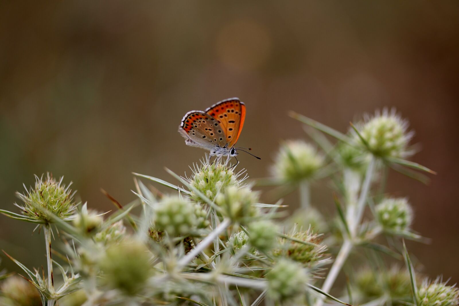 Canon EF-S 60mm F2.8 Macro USM sample photo. Butterfly, red, rest photography