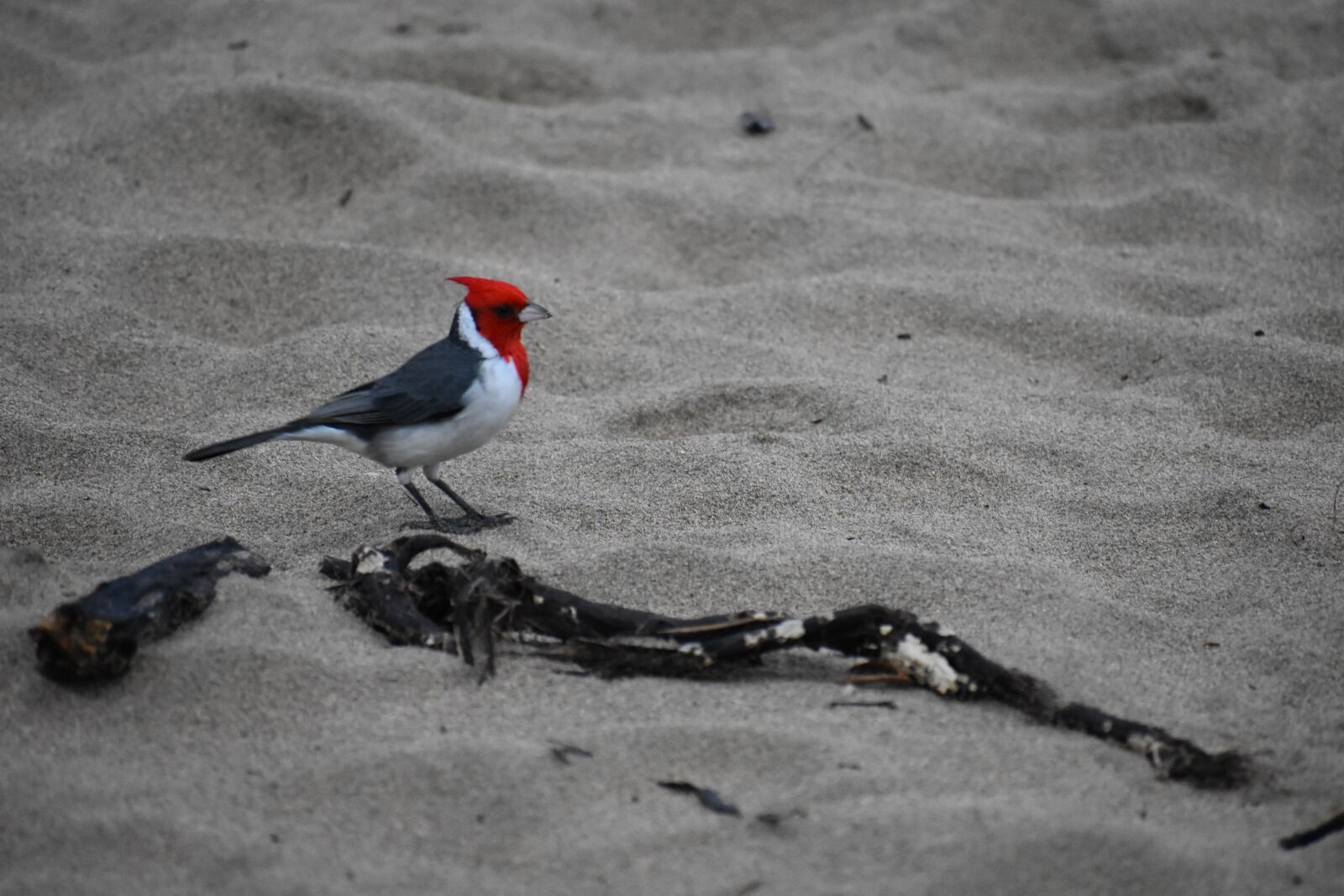 Nikon D3400 sample photo. Bird, red-crested cardinal, hanalei photography