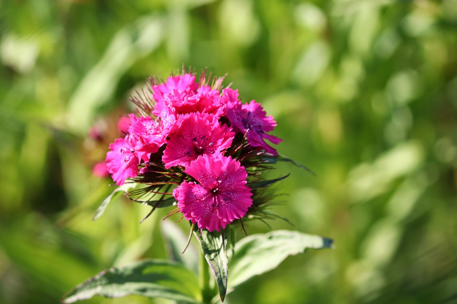 Canon EOS 200D (EOS Rebel SL2 / EOS Kiss X9) sample photo. Sweet william, pink, dianthus photography