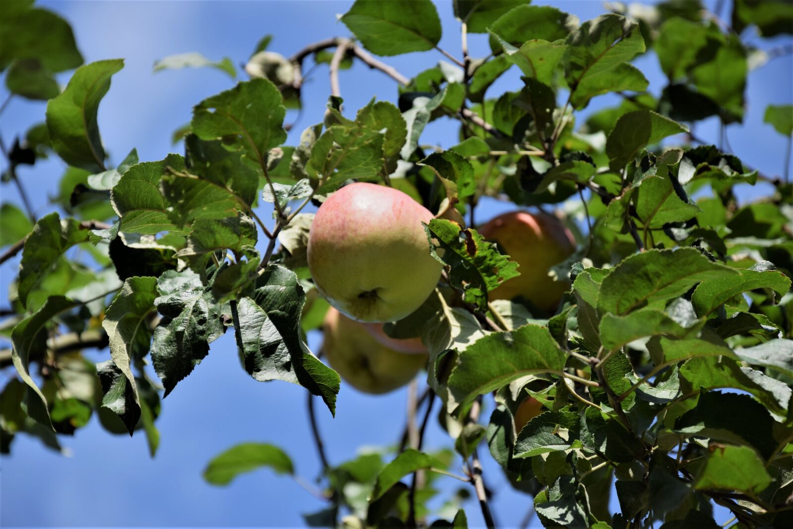 Nikon D5300 sample photo. Nature, summer, landscape photography