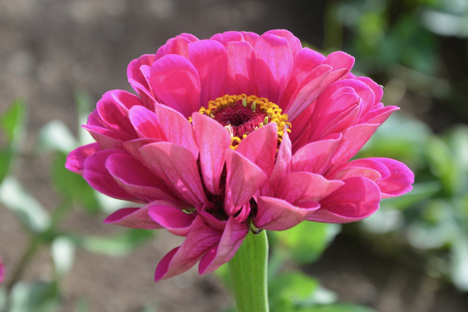 Nikon D5200 sample photo. Flower, flowers, flower pink photography