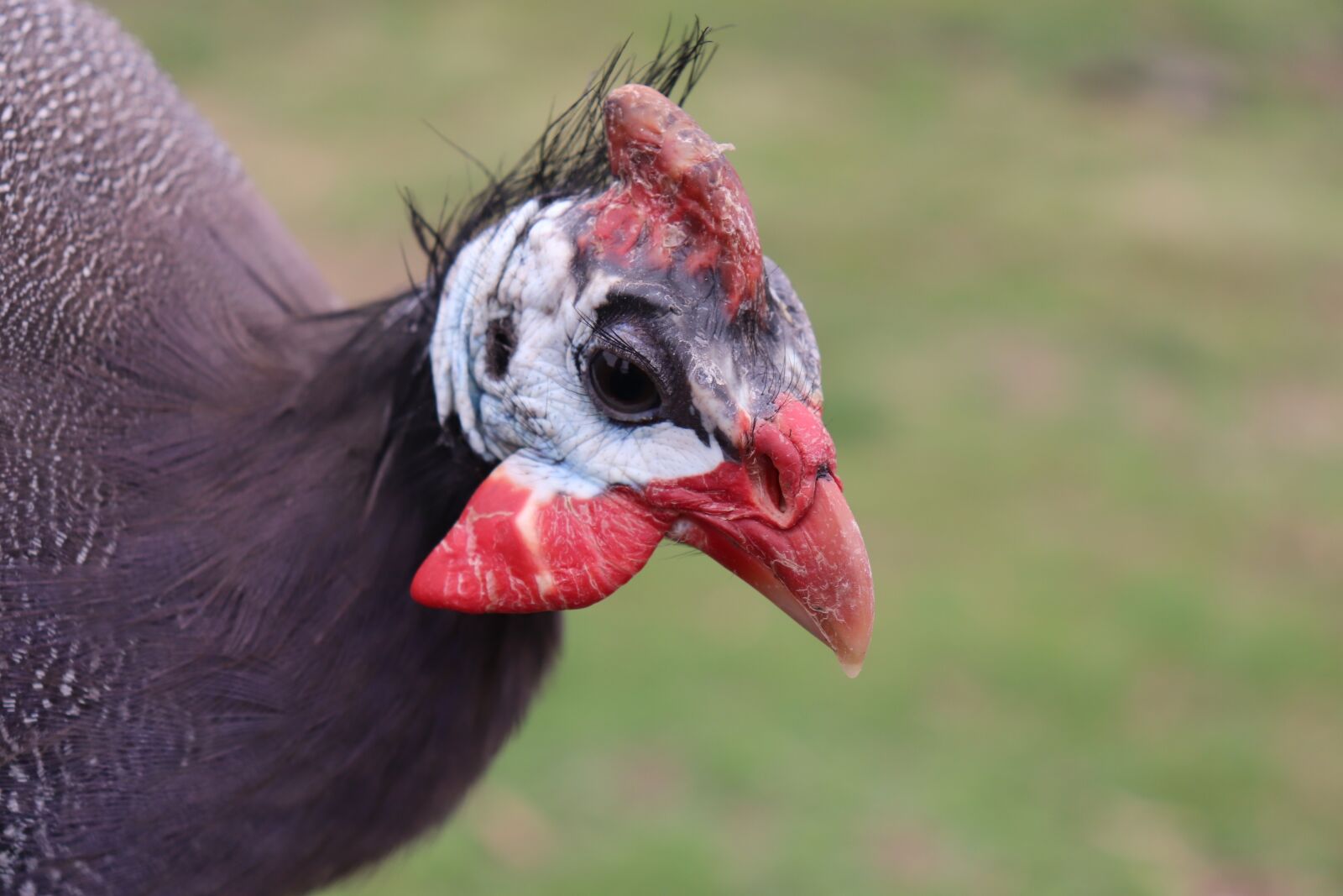 Canon EOS 200D (EOS Rebel SL2 / EOS Kiss X9) sample photo. Guinea fowl, iranian chicken photography