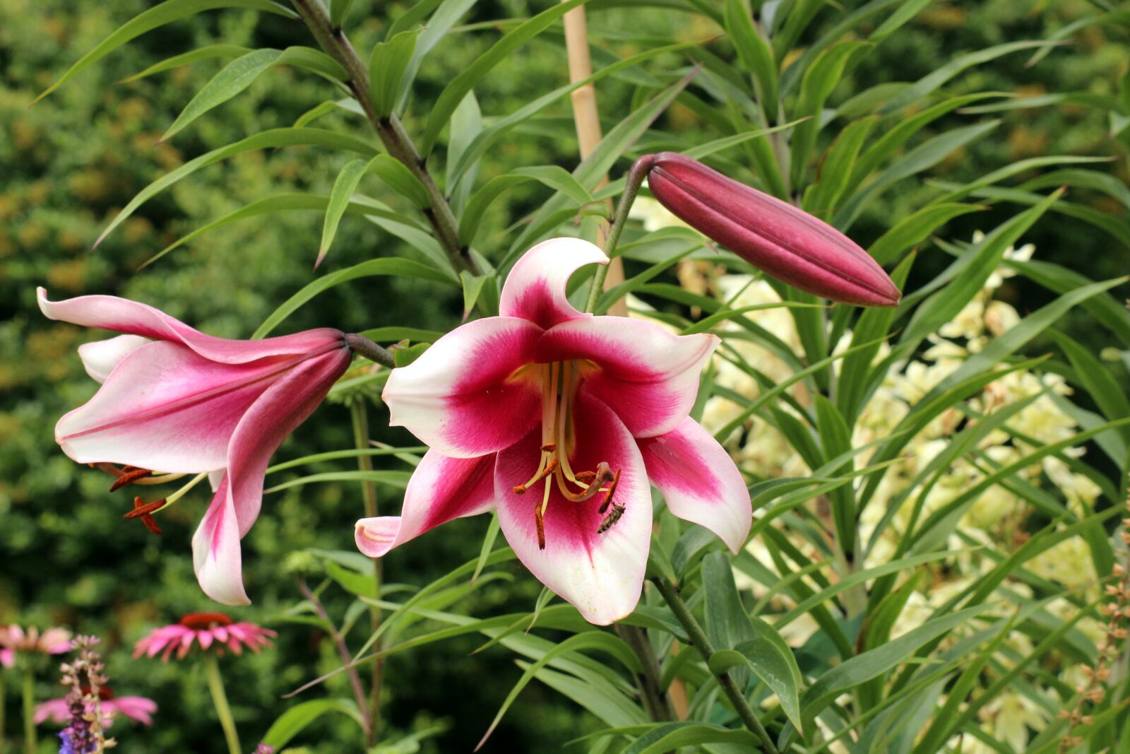 Canon EOS 1200D (EOS Rebel T5 / EOS Kiss X70 / EOS Hi) sample photo. Lilies, flowers, summer photography