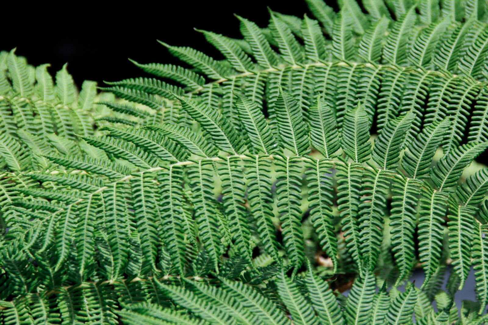Canon EOS 60D sample photo. Green, plants, texture photography