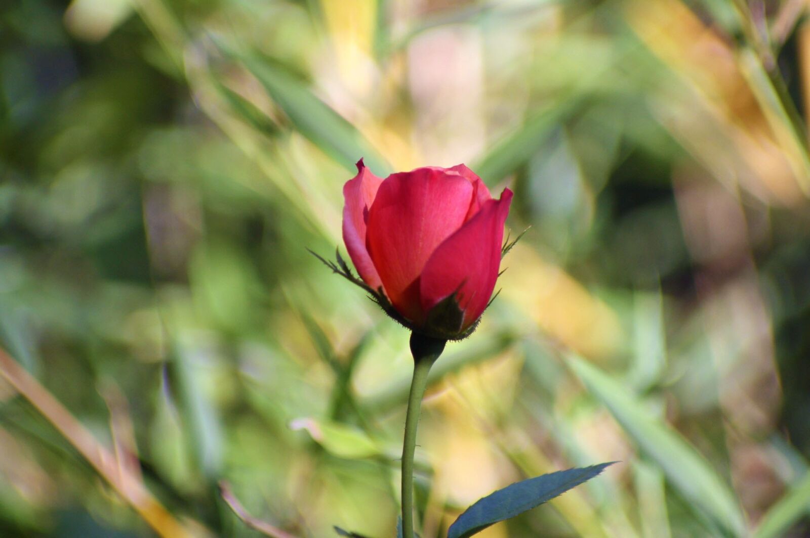Canon EOS 1000D (EOS Digital Rebel XS / EOS Kiss F) sample photo. Rose, flower, red photography