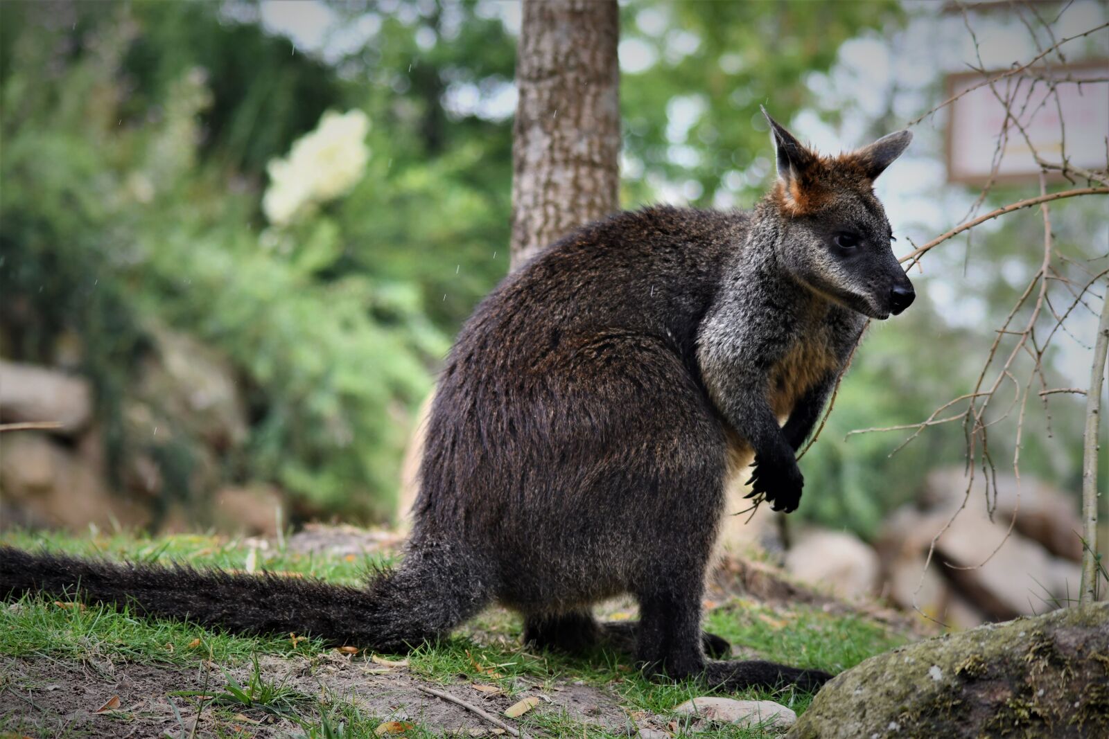 Nikon D7500 sample photo. Kangaroo, zoo, australia photography