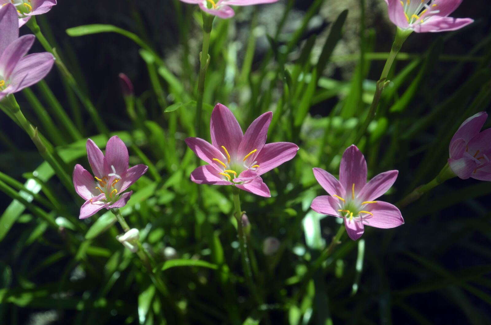 Nikon D5100 sample photo. Beautiful, flowers, flowers, pink photography