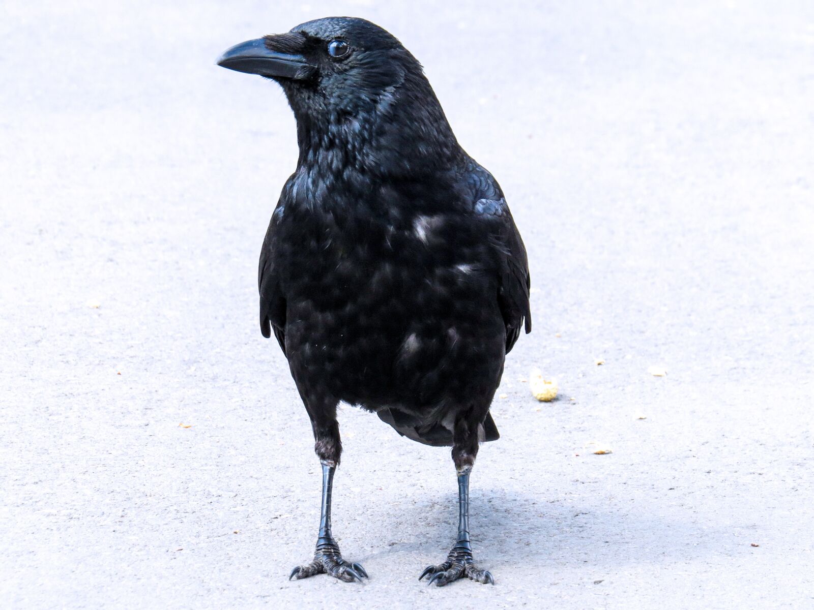 Canon PowerShot SX50 HS sample photo. Animal, bird, raven photography