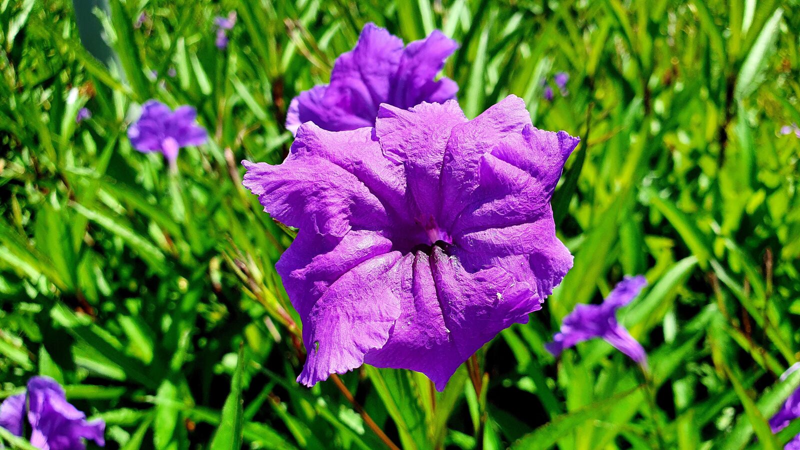 Samsung Galaxy S10e sample photo. Purple, flower, garden photography