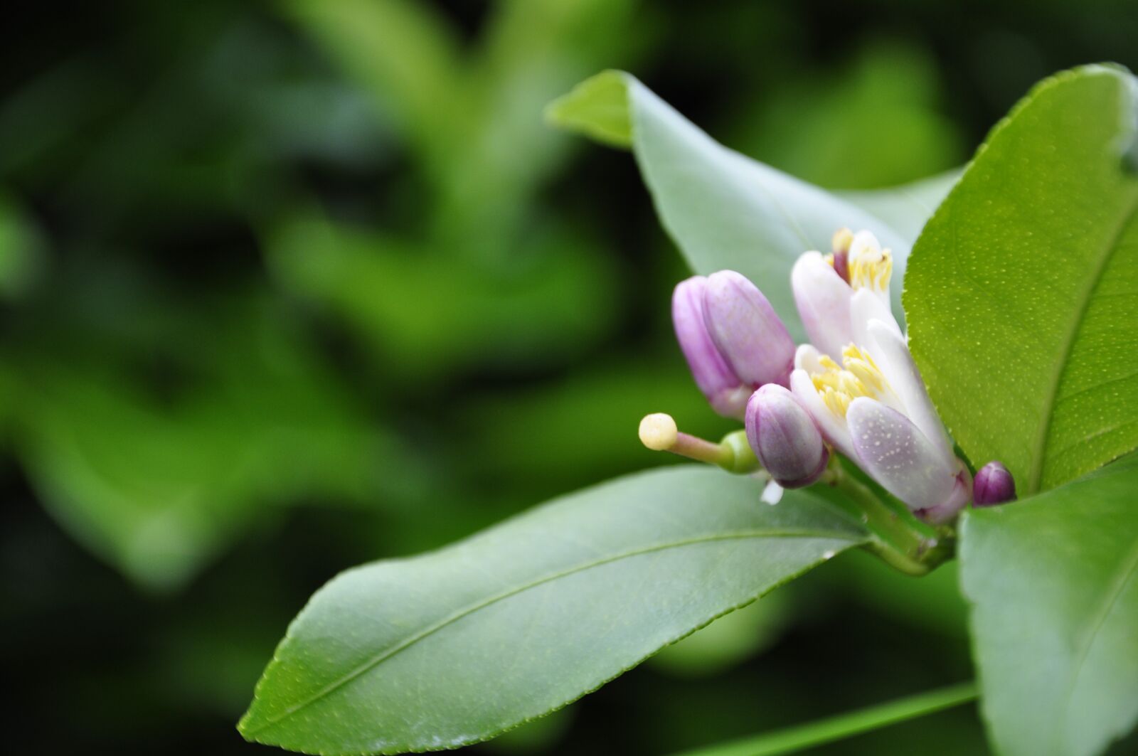 Nikon D5000 sample photo. Flower, plant, blossom photography