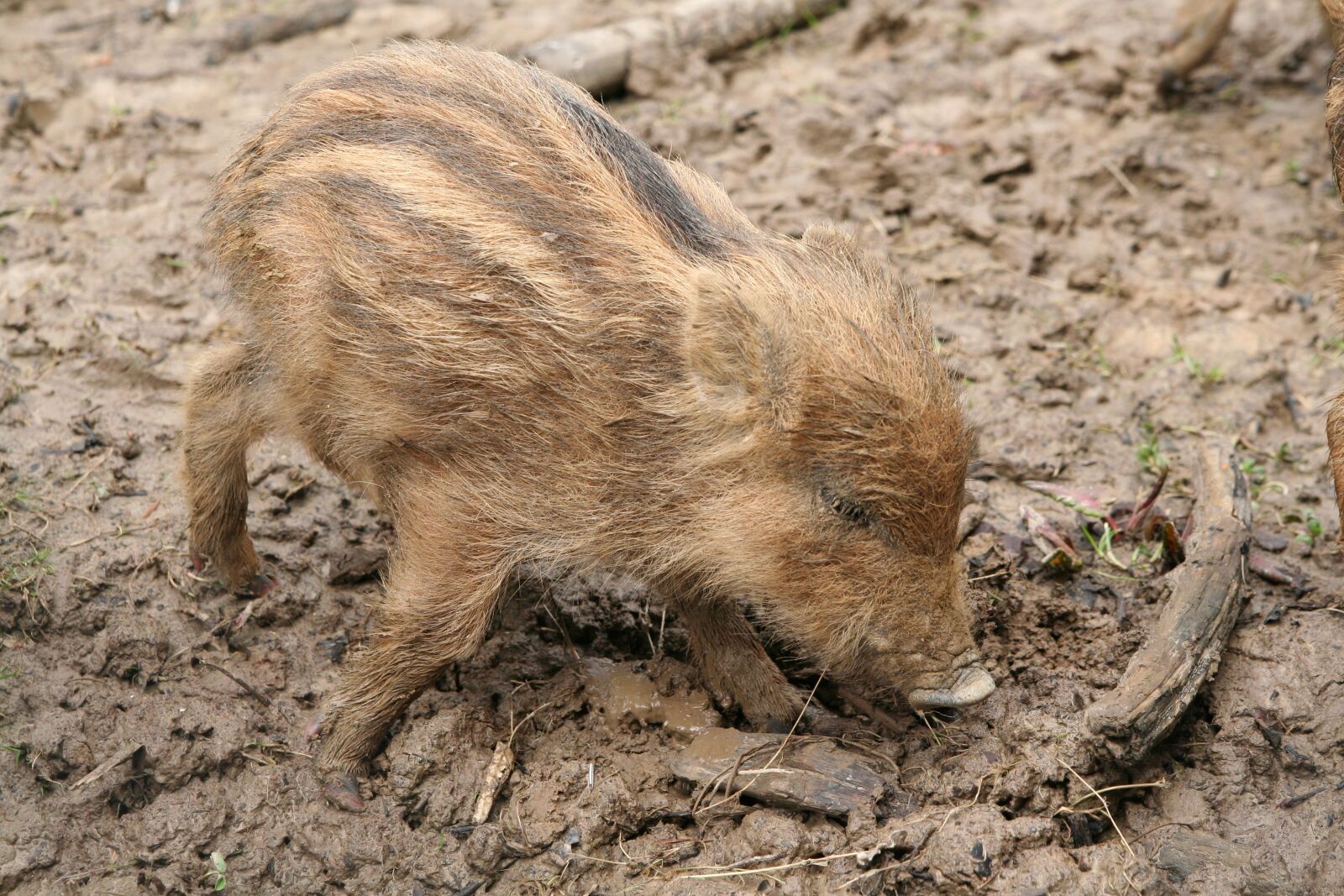 Canon EOS 350D (EOS Digital Rebel XT / EOS Kiss Digital N) sample photo. Launchy, boar, wild boar photography