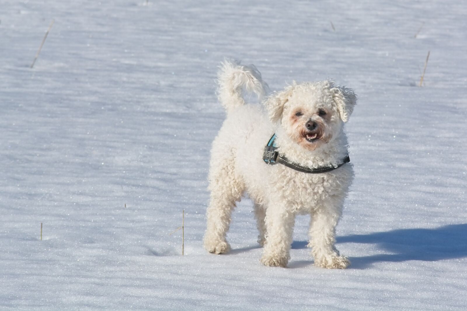 Nikon D7100 sample photo. Bichon frise, bichon, dog photography
