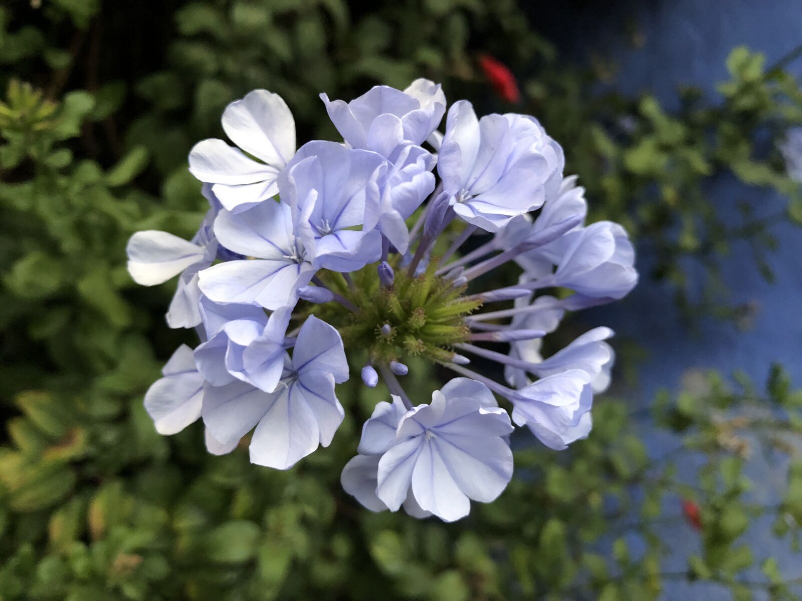 iPhone X back dual camera 4mm f/1.8 sample photo. Auriculata, flower, blossom photography