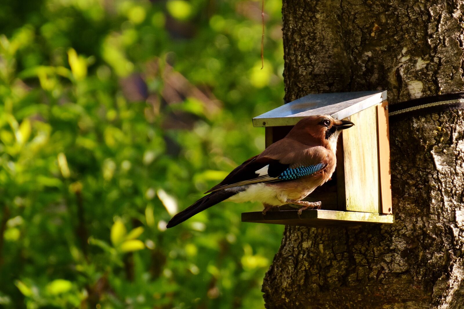 Nikon D7200 sample photo. Jay, bird, colorful photography