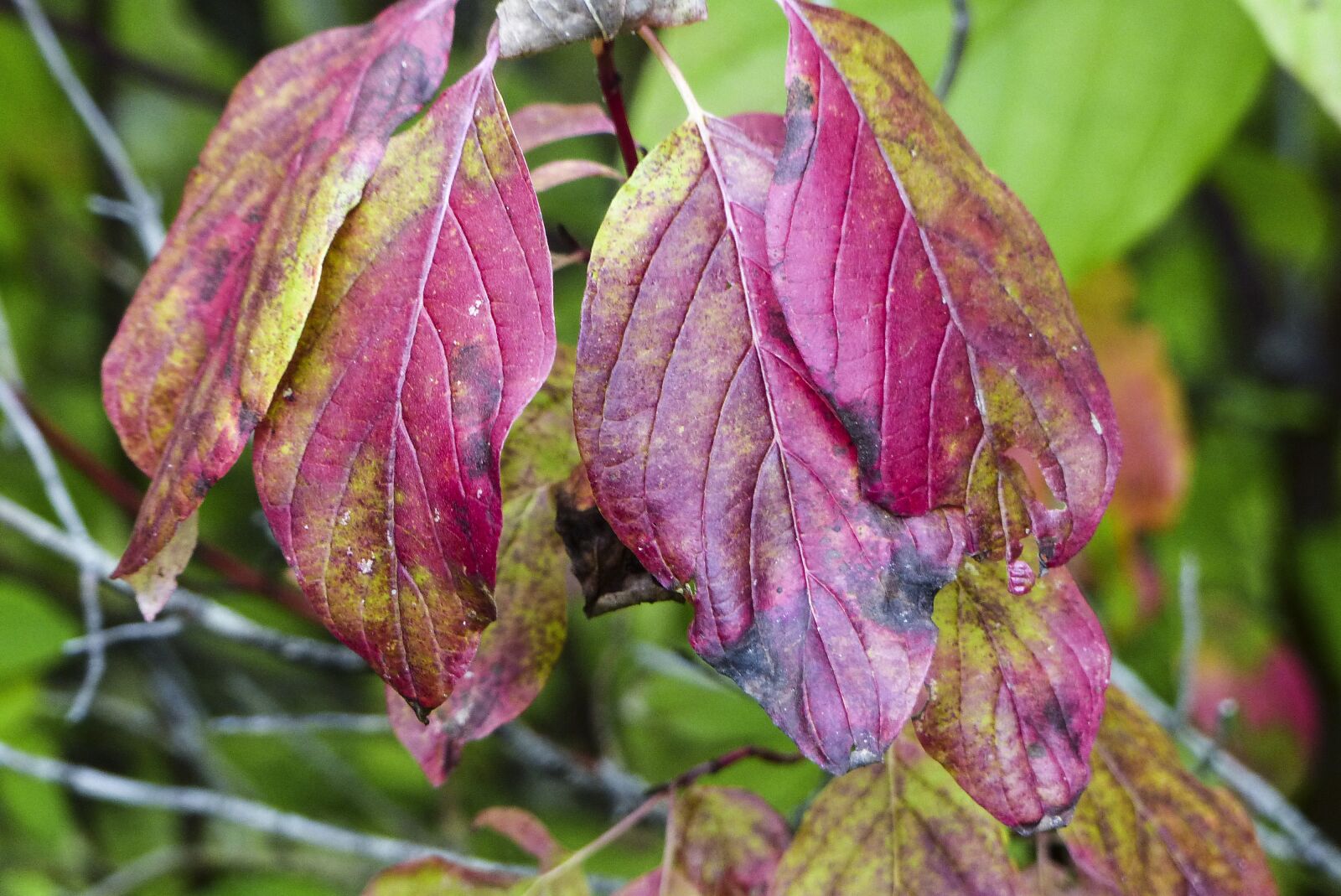 Panasonic Lumix DMC-FZ200 sample photo. Foliage, red, leaves photography