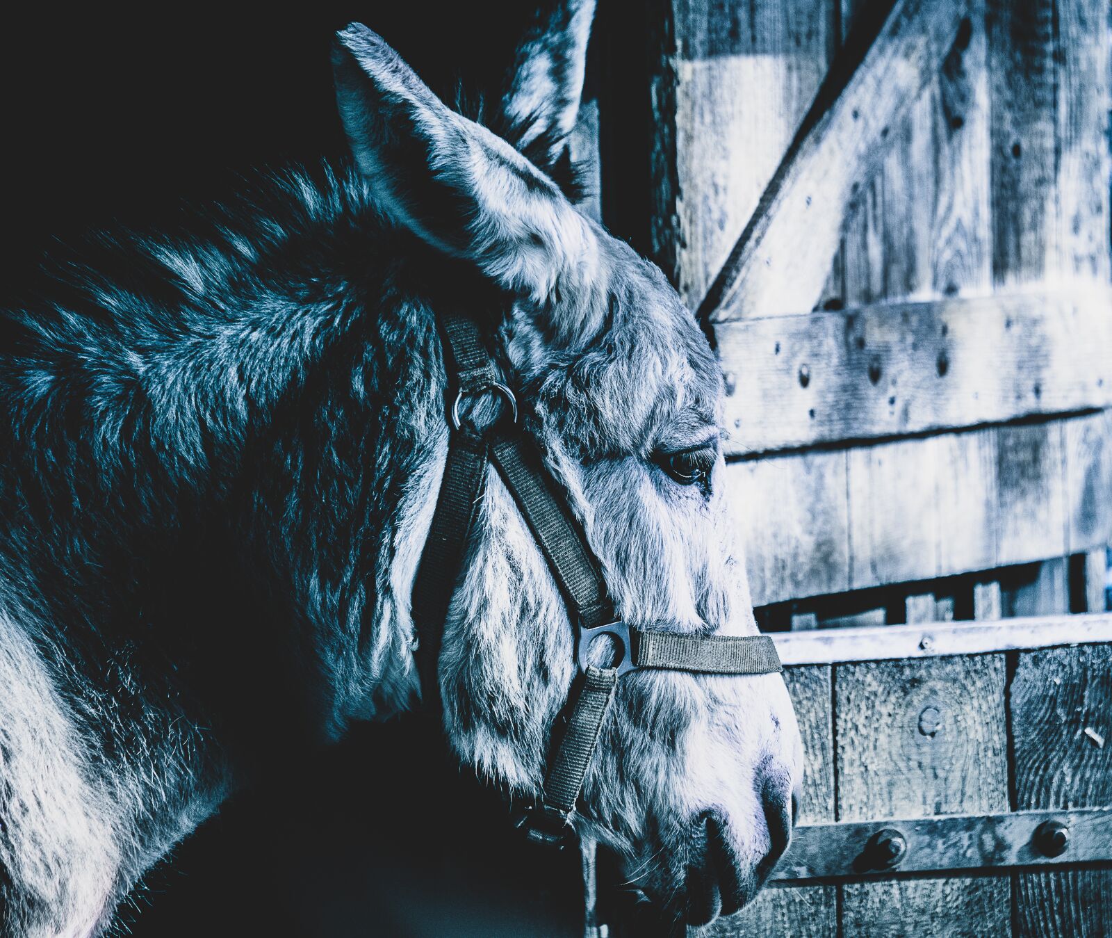 Canon EF 70-300mm F4-5.6 IS USM sample photo. Donkey, mammal, animal photography