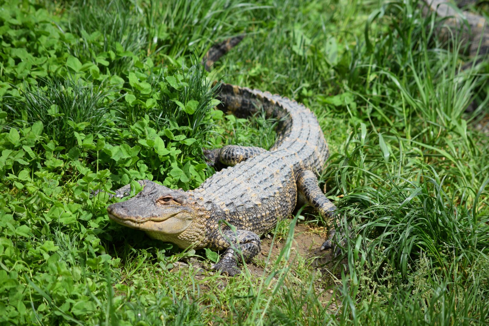 Nikon D5300 sample photo. Alligator, zoo, crocodile photography