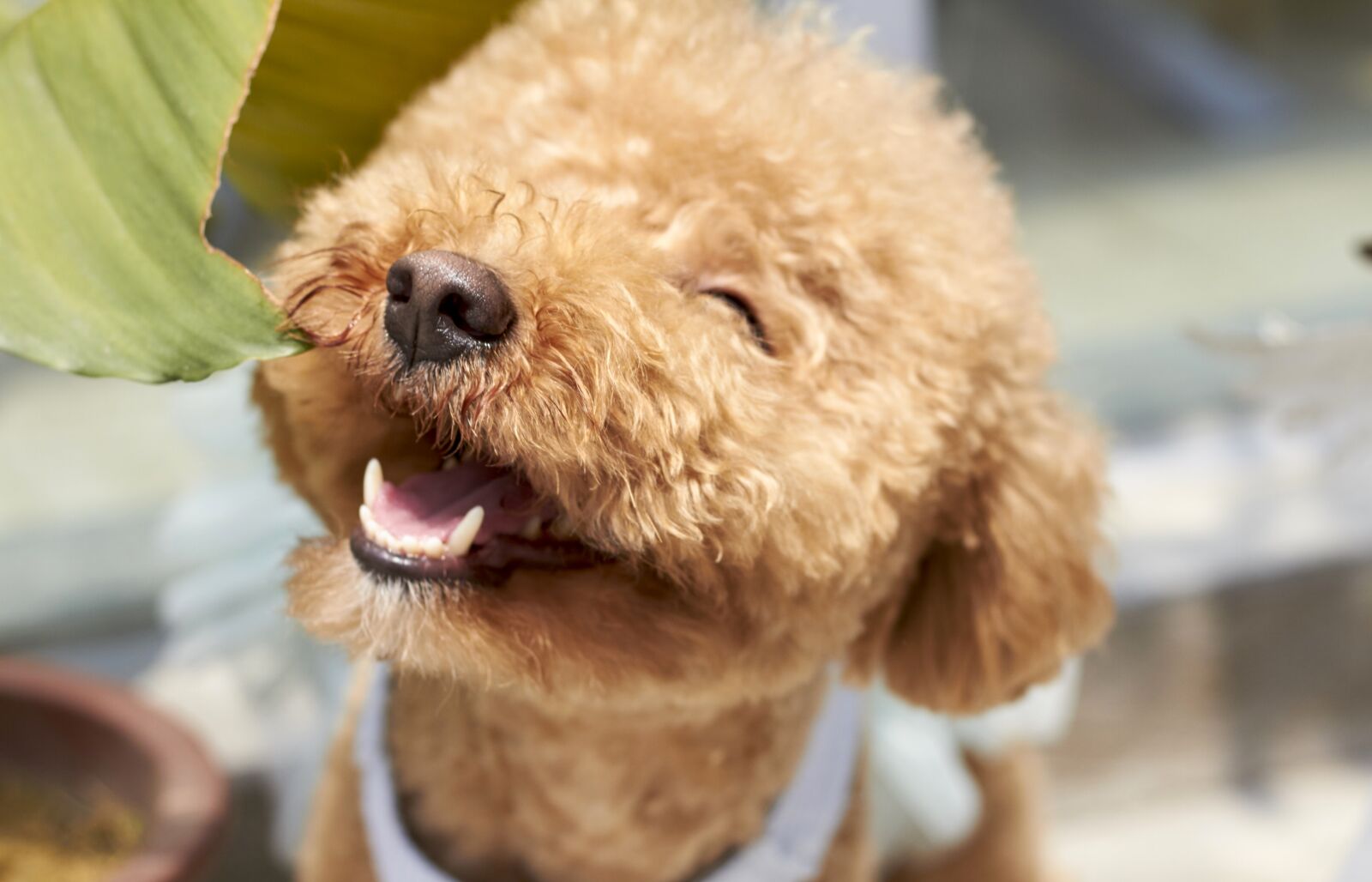 Canon EOS 7D sample photo. Dog, smile, outdoor photography