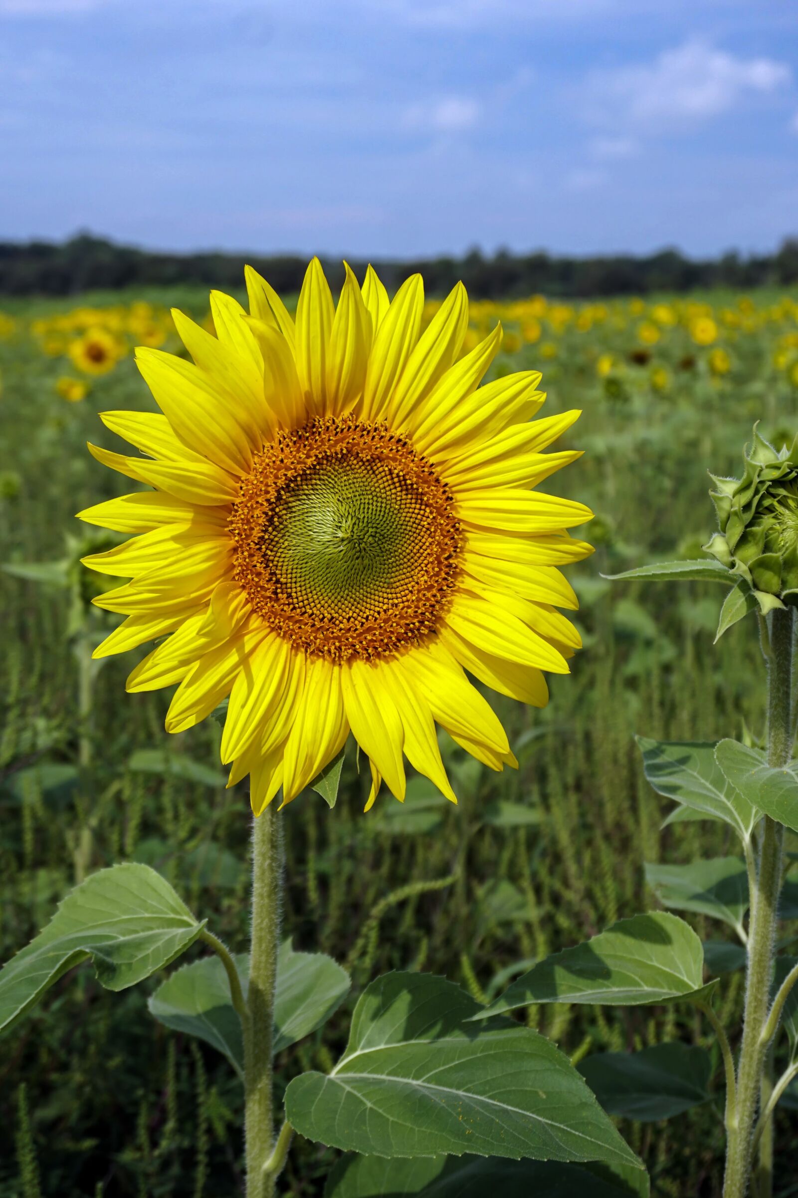 Sony a6300 sample photo. Sunflower, flower, bloom photography