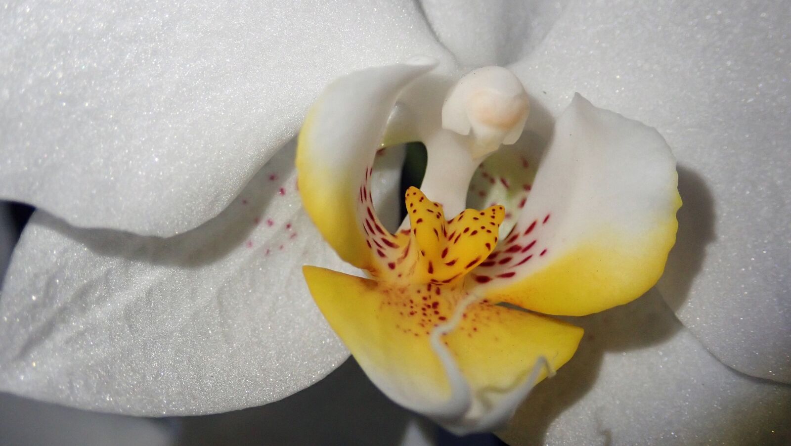 Olympus TG-5 sample photo. Orchid, flower, macro photography