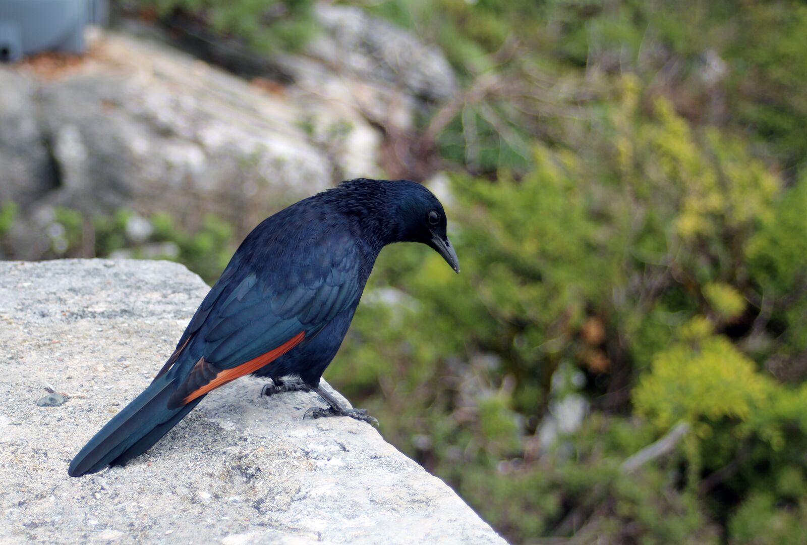 Canon EF 28-80mm f/3.5-5.6 sample photo. Bird, black, plumage photography