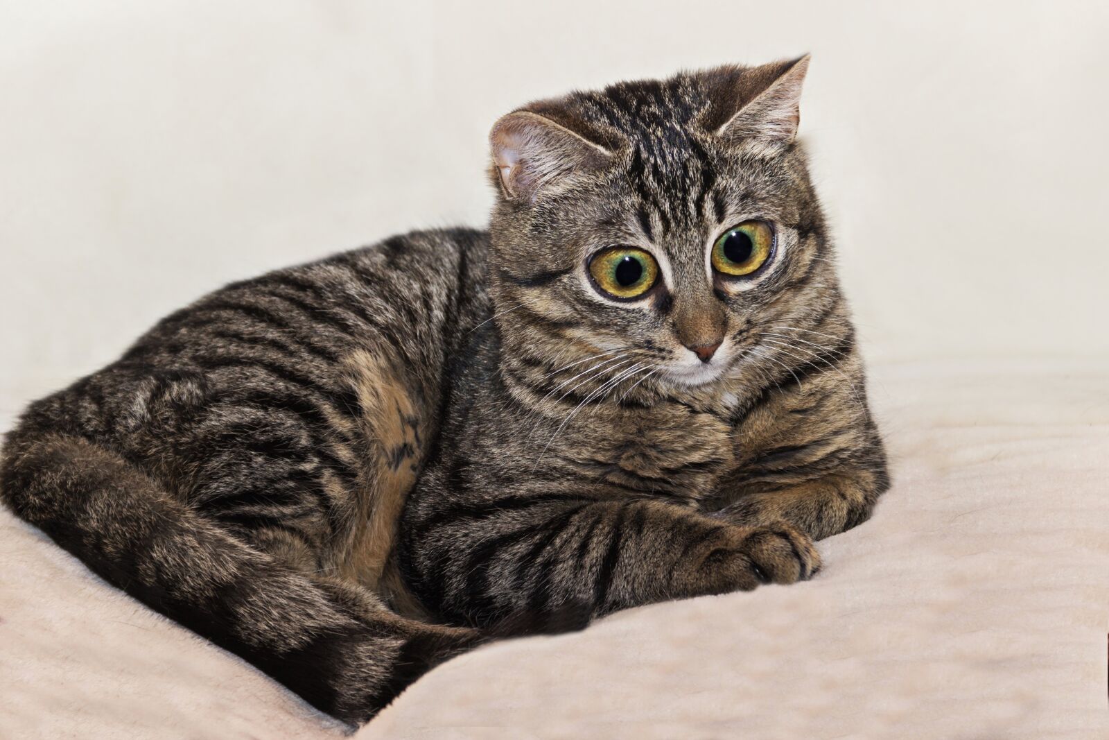 Canon EOS 600D (Rebel EOS T3i / EOS Kiss X5) sample photo. Cat, domestic cat, eyes photography