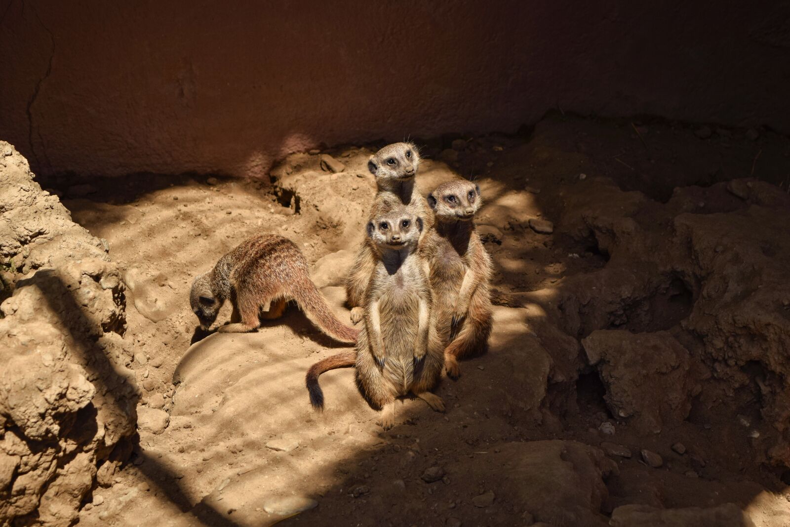 Nikon D3300 sample photo. Rodent, mammal, meerkat photography