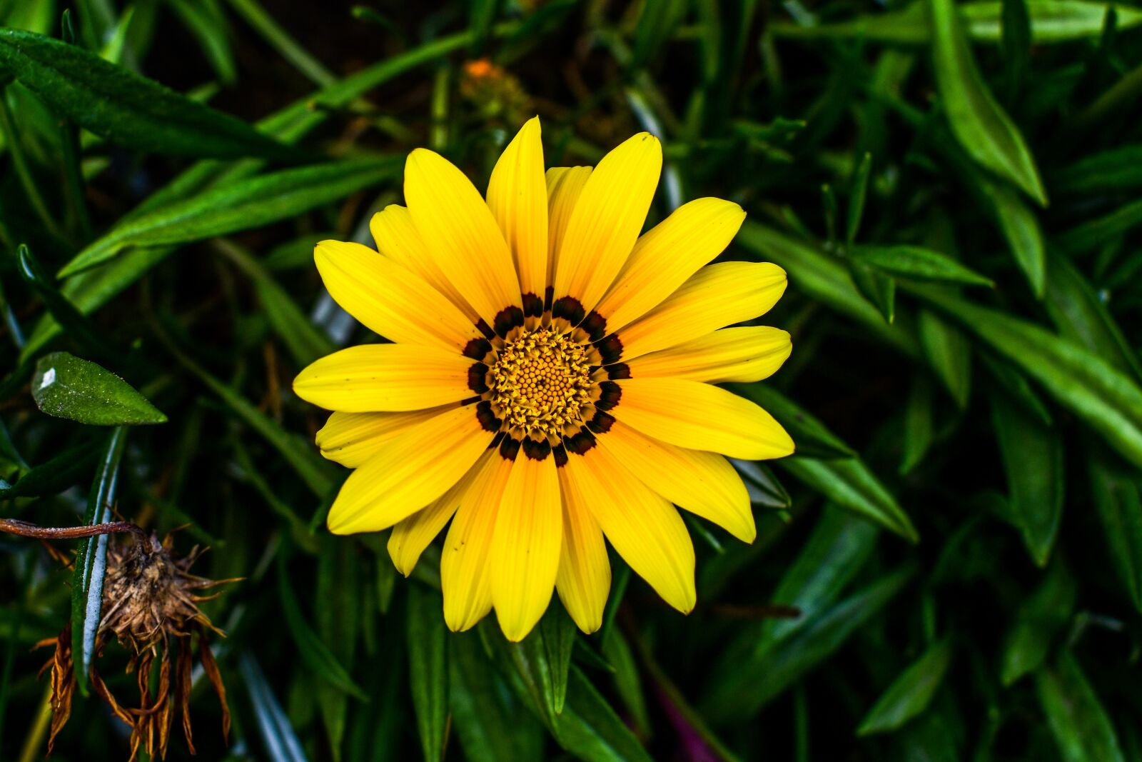 Nikon D3400 sample photo. Nature, plant, summer photography