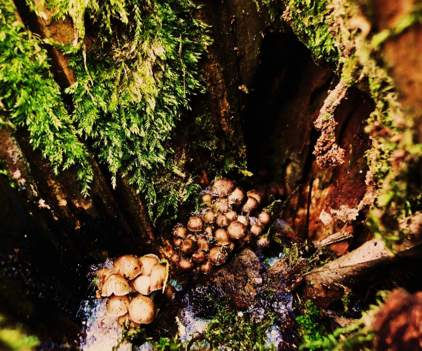 Sony Cyber-shot DSC-WX1 sample photo. Hollow, moss, mushrooms, snow photography