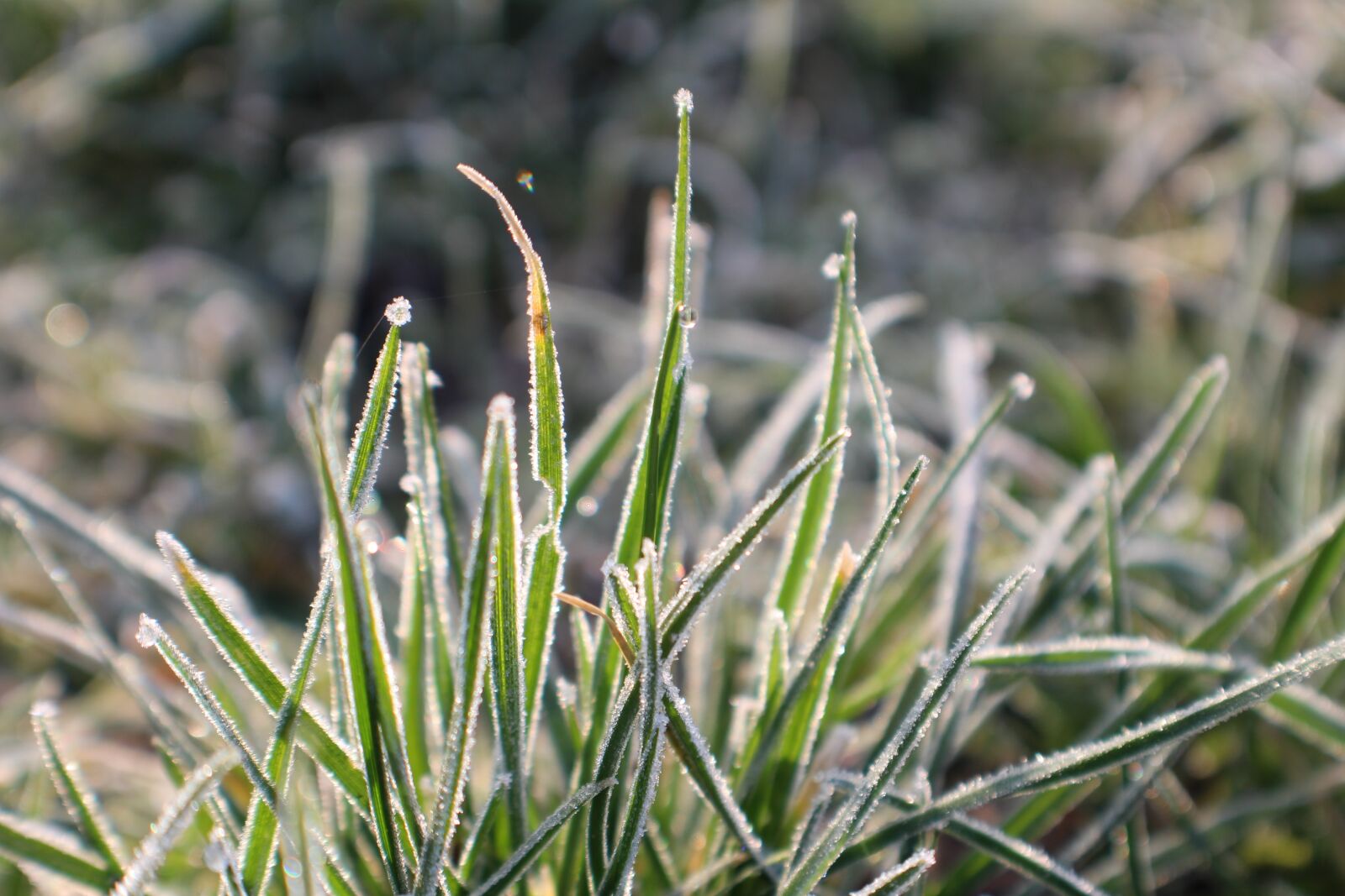 Canon EOS 100D (EOS Rebel SL1 / EOS Kiss X7) sample photo. Frost, grass, hoarfrost photography