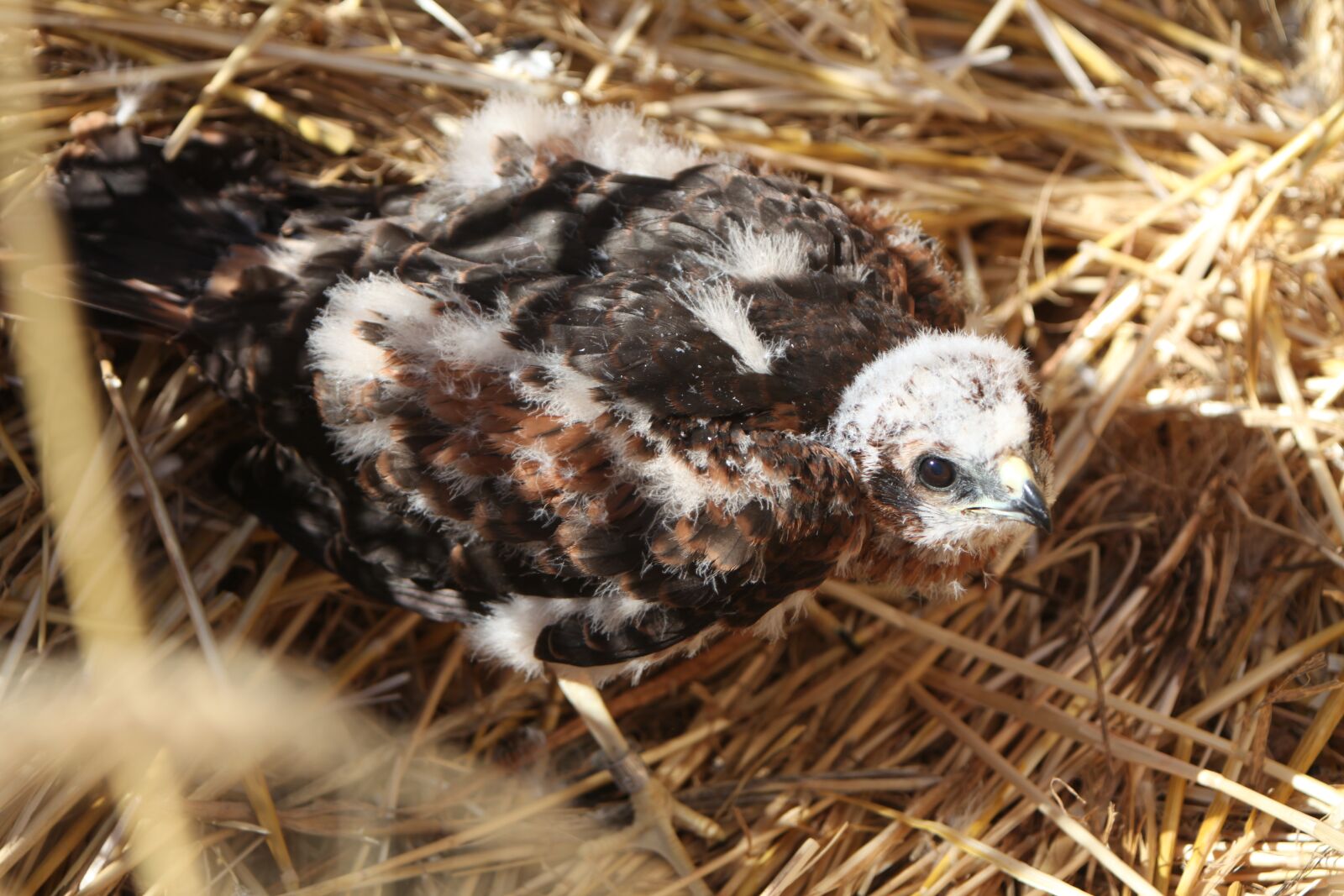 Canon EOS 5D Mark II sample photo. Bird, raptor, nest baby photography