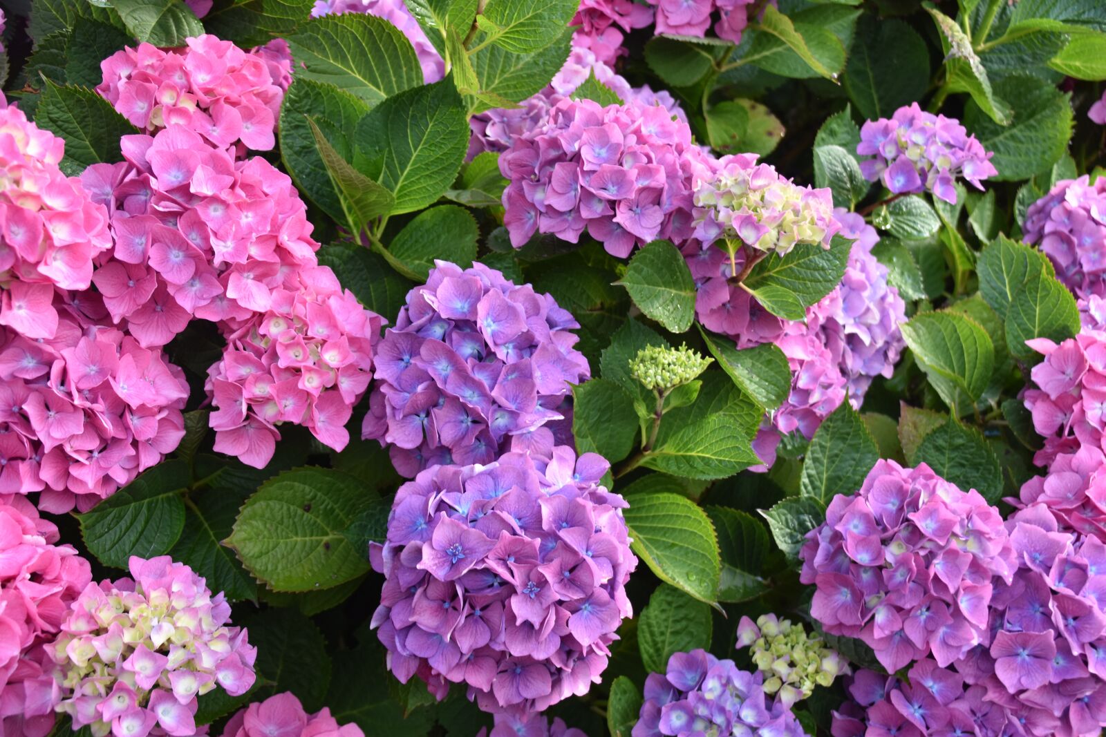 Nikon D5600 sample photo. Flower, flowers, flower hydrangea photography