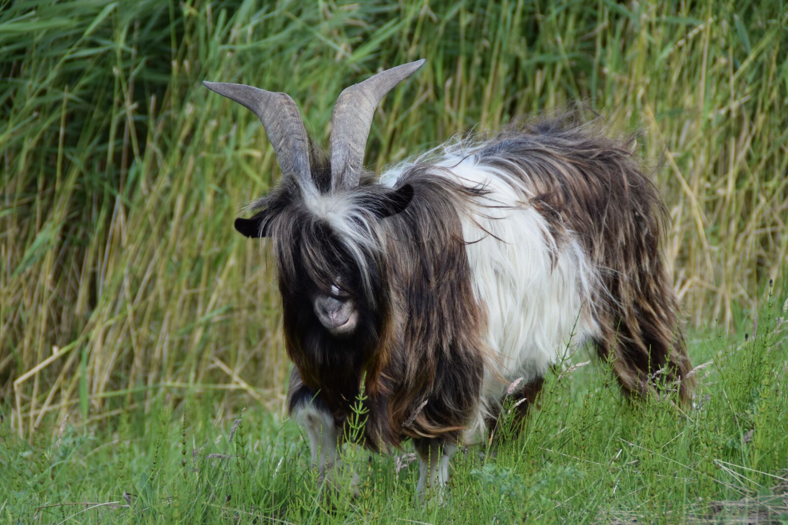 Nikon D3300 sample photo. Goat, goats, cattle photography
