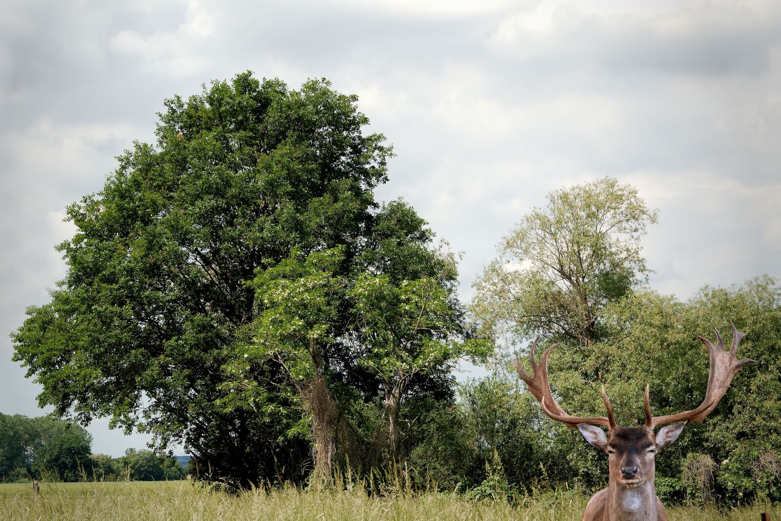 Nikon D3200 sample photo. Landscape, trees, hirsch photography