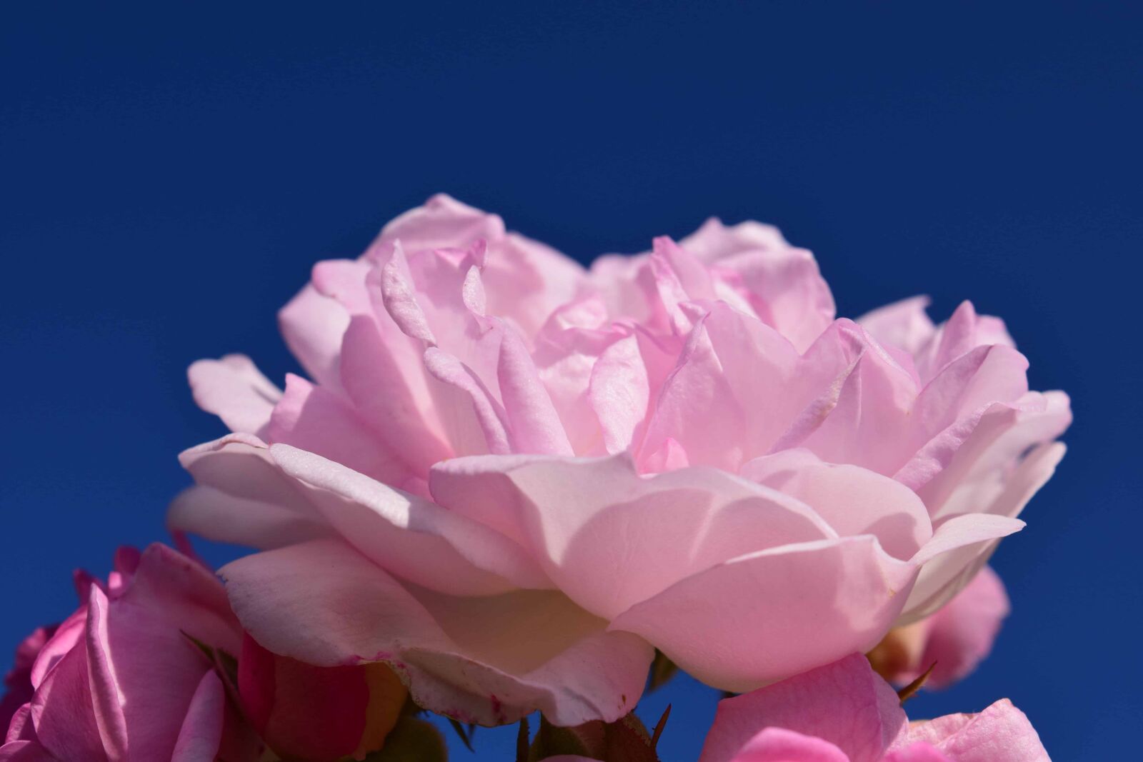Nikon D3300 sample photo. Flower, nature, petal, rose photography