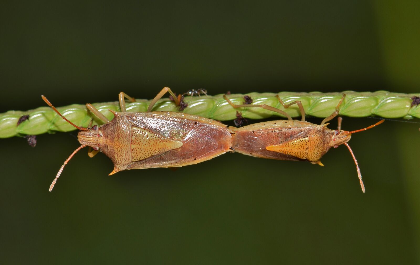 Nikon D5300 sample photo. Beetle, bug, stink bug photography