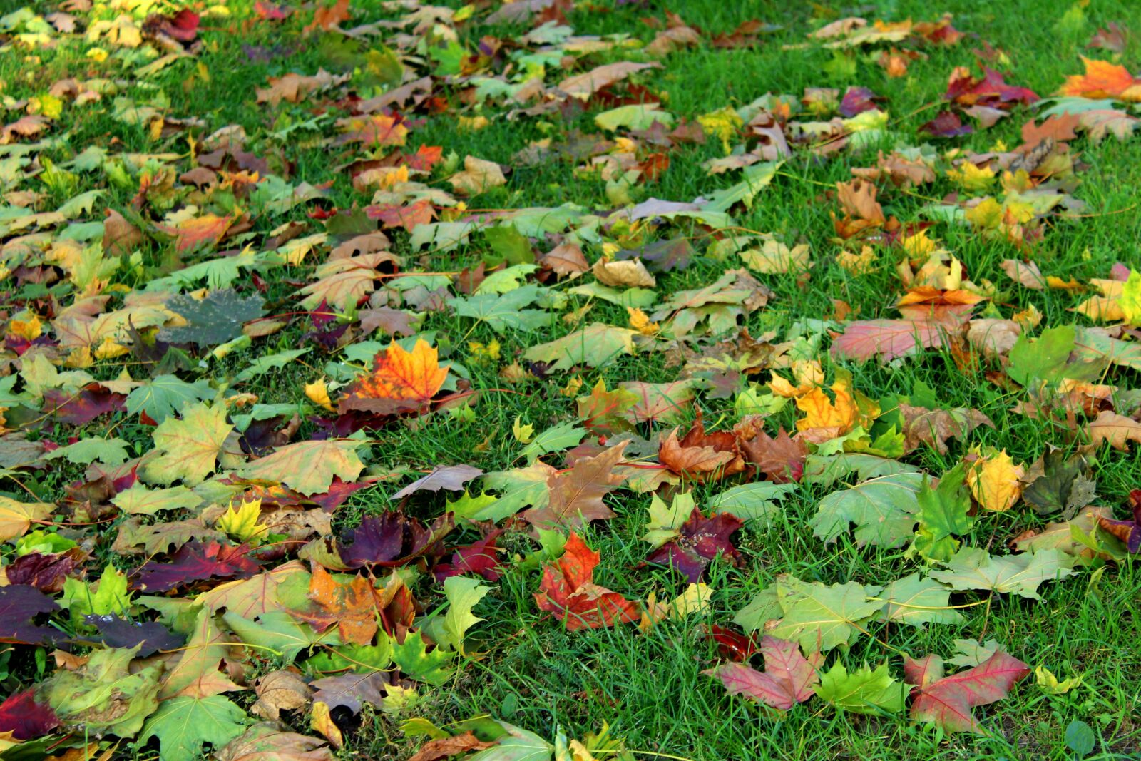 Canon EOS 1200D (EOS Rebel T5 / EOS Kiss X70 / EOS Hi) sample photo. Colorful leaves, autumn, collapse photography