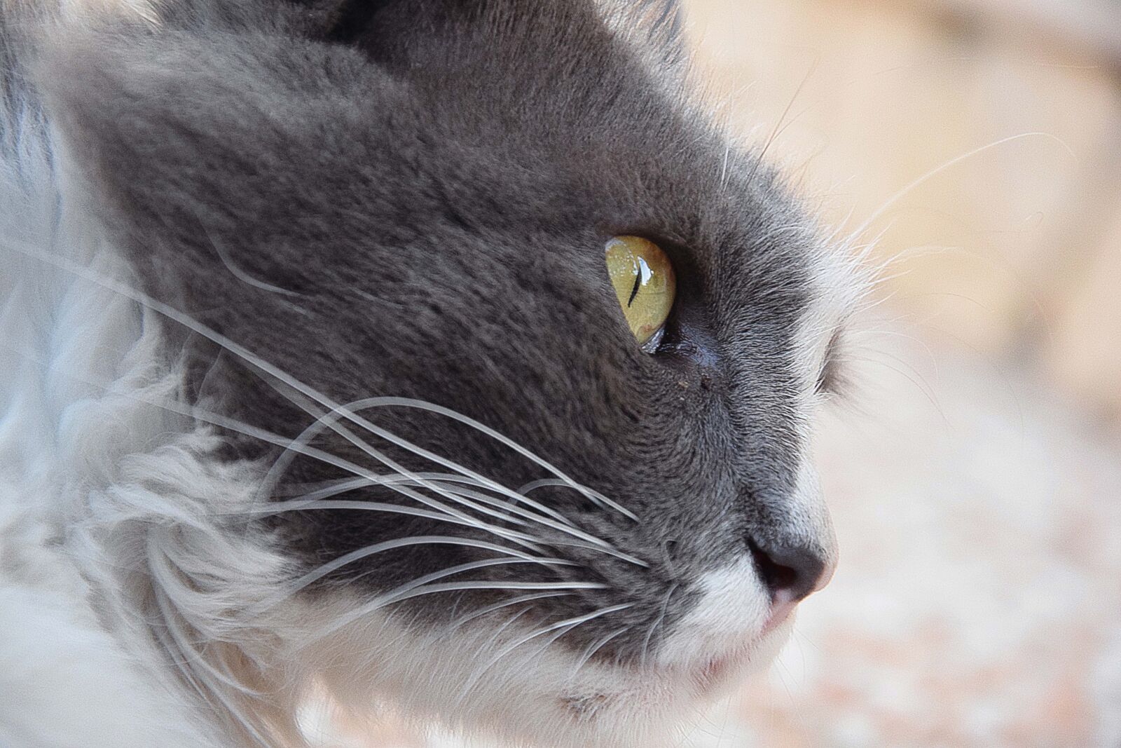 Nikon D3300 sample photo. Blur, cat, detail, eyes photography