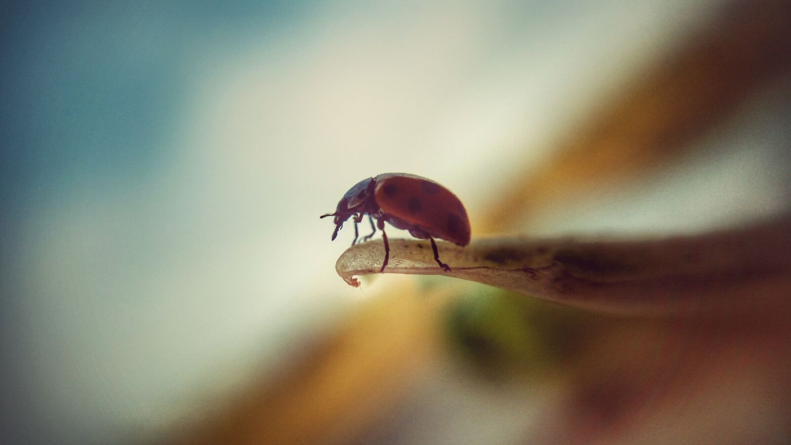 Samsung Galaxy S5 sample photo. Insect, macro, small photography