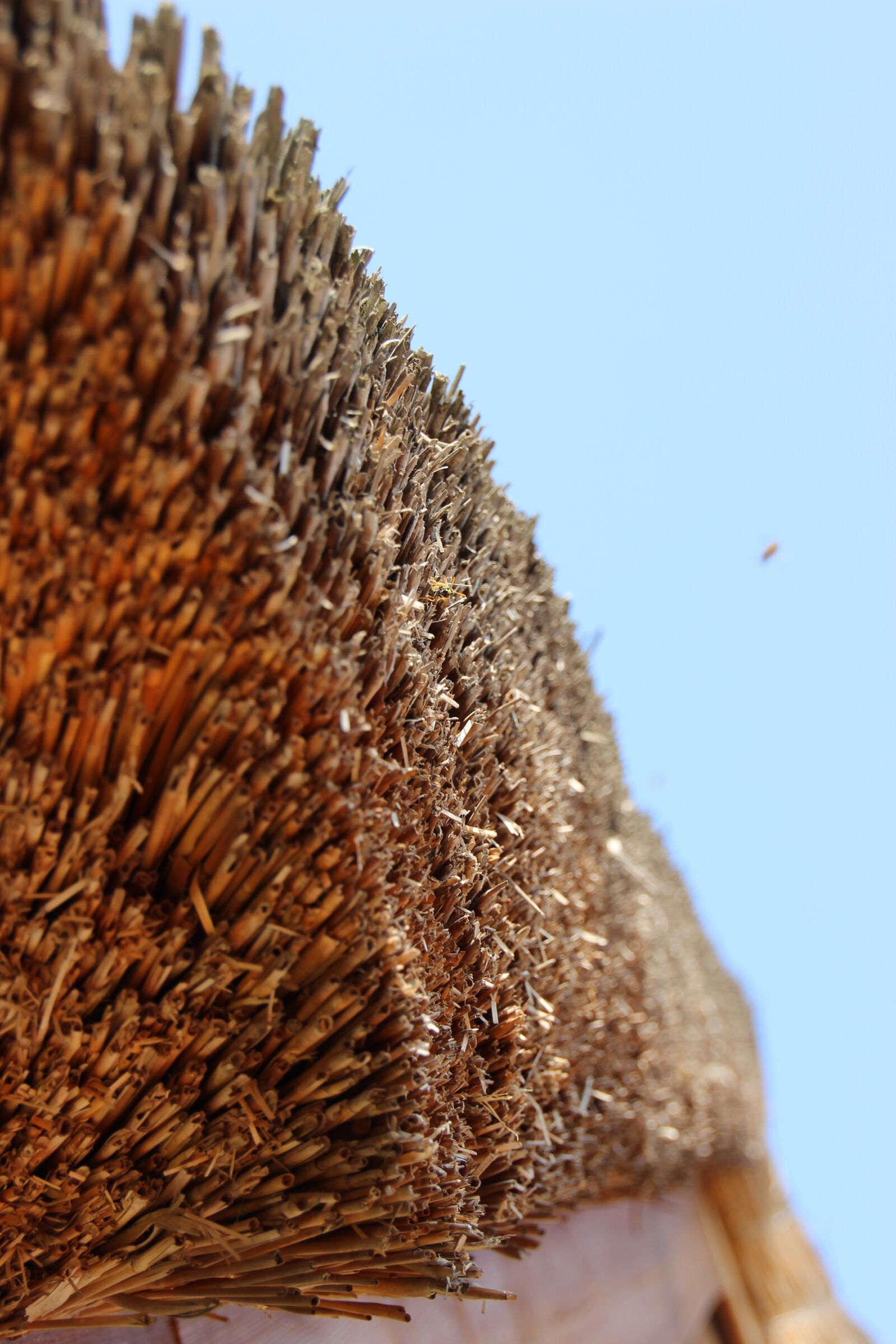 Canon EOS 600D (Rebel EOS T3i / EOS Kiss X5) sample photo. Reed, roof, straw photography