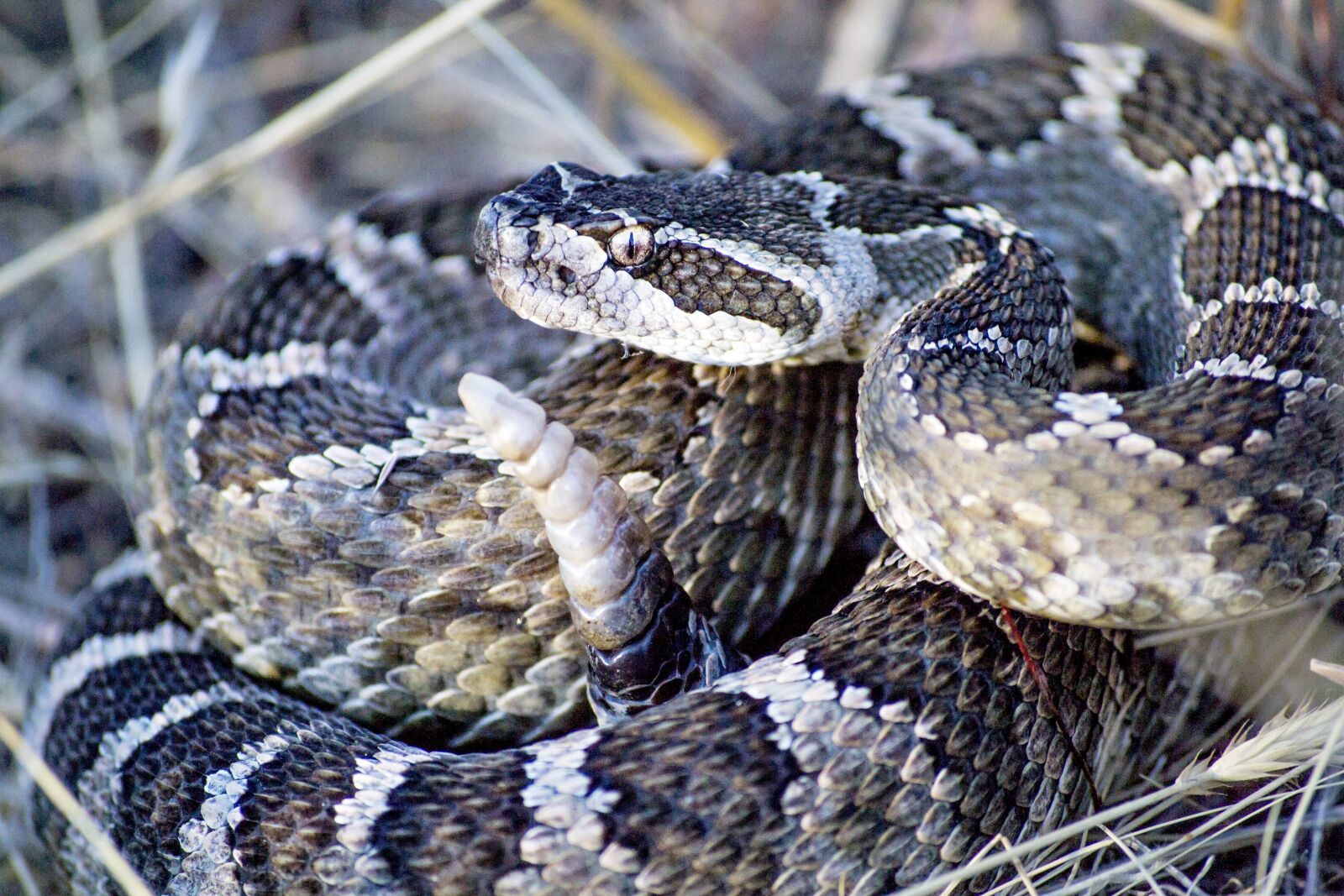 Nikon D3100 sample photo. Snake, rattlesnake, rattle photography