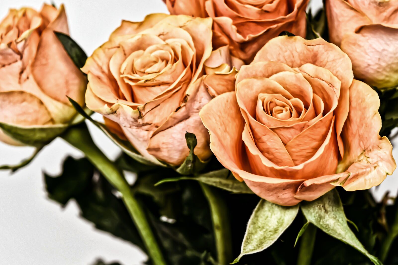 Nikon D7200 sample photo. Roses, flowers, blossom photography
