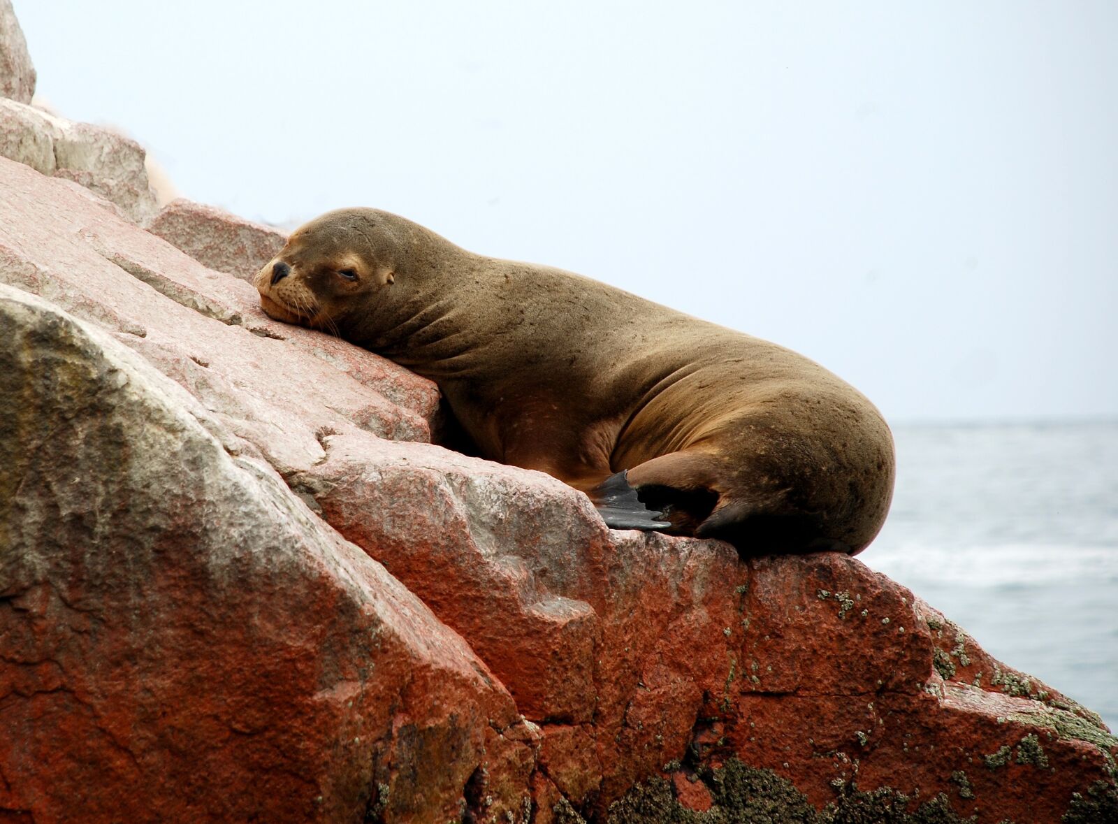 Nikon D80 sample photo. Paracas, peru, ballestas islands photography