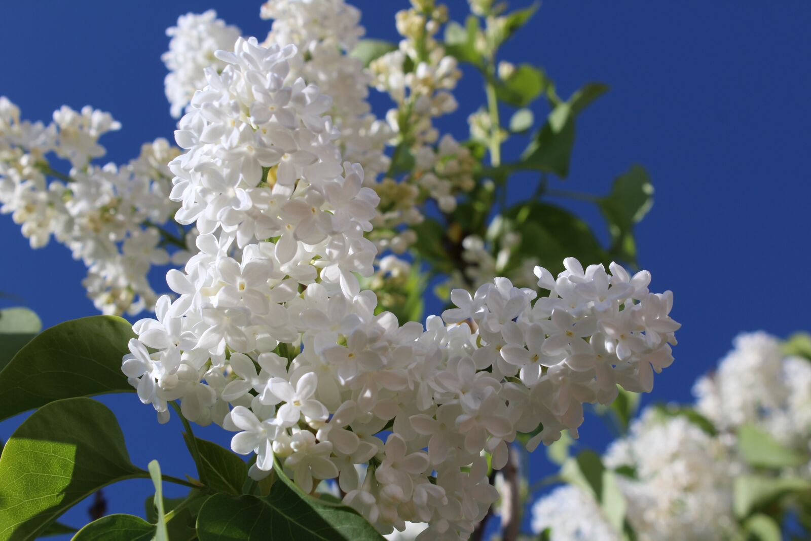 Canon EOS 1200D (EOS Rebel T5 / EOS Kiss X70 / EOS Hi) sample photo. Flower, nature, plant photography